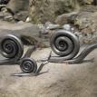 Snail Family